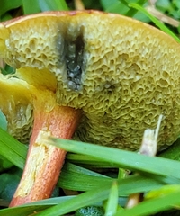 Xerocomellus chrysenteron