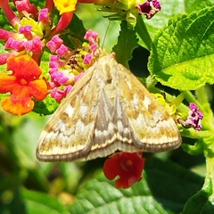 Loxostege sticticalis