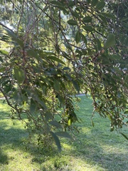 Ulmus parvifolia