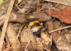 Nicrophorus tomentosus
