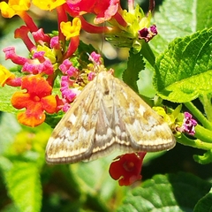 Loxostege sticticalis