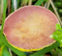 Xerocomellus chrysenteron