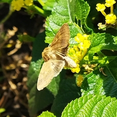 Helicoverpa armigera
