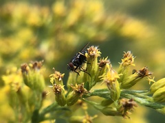 Calyptratae