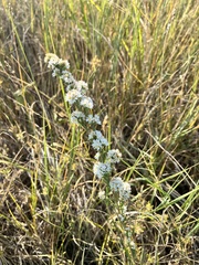 Symphyotrichum falcatum