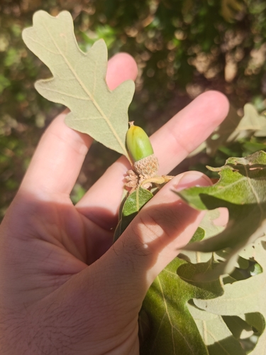 Pyrenean Oak