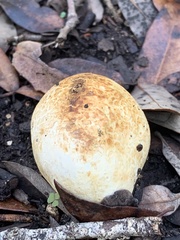 Pisolithus arenarius