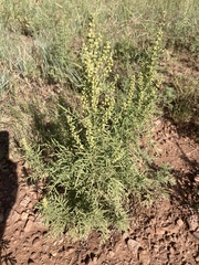 Ambrosia psilostachya