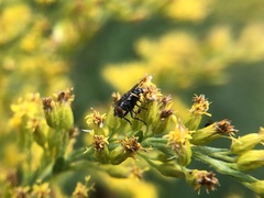Calyptratae