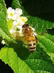 Apis mellifera