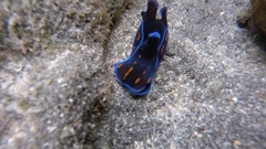 Philinopsis speciosa