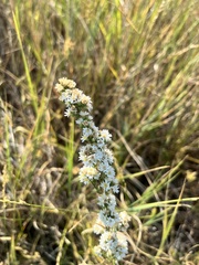 Symphyotrichum falcatum