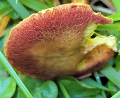 Xerocomellus chrysenteron