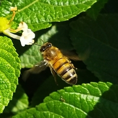 Apis mellifera