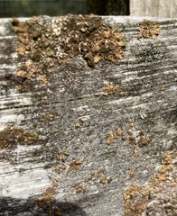 Lecanoromycetes