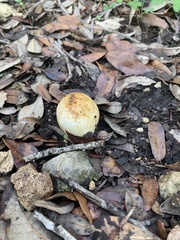 Pisolithus arenarius