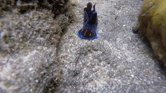 Philinopsis speciosa