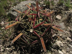 Ferocactus latispinus