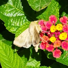 Helicoverpa armigera