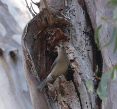 Colluricincla harmonica