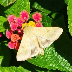 Helicoverpa armigera