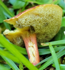 Xerocomellus chrysenteron