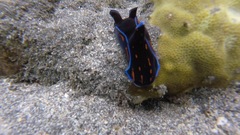 Philinopsis speciosa