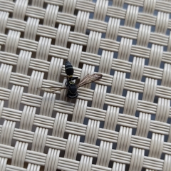 Polybia plebeja