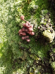 Mycena corticola