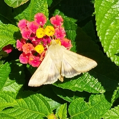 Helicoverpa armigera