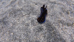 Philinopsis speciosa