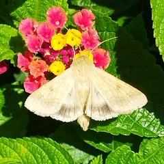 Helicoverpa armigera