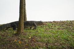 Varanus salvator macromaculatus