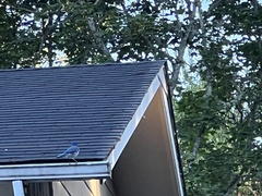 Aphelocoma californica