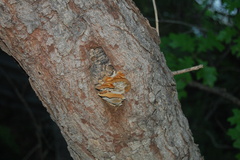 Mensularia radiata
