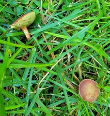 Xerocomellus chrysenteron