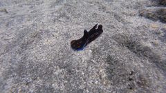 Philinopsis speciosa