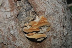 Mensularia radiata