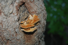 Mensularia radiata
