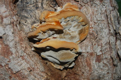 Mensularia radiata