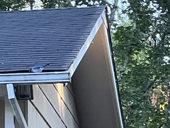 Aphelocoma californica