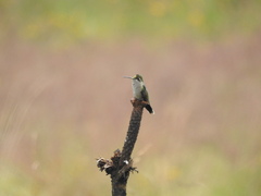 Lampornis clemenciae