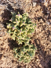 Crassula deltoidea