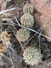 Echinocereus reichenbachii caespitosus