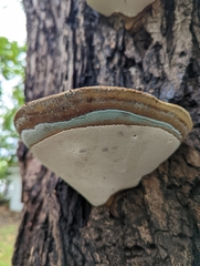 Ganoderma lobatum