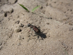 Cicindela hybrida