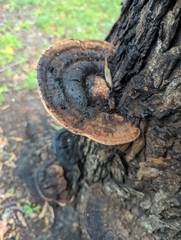 Ganoderma lobatum