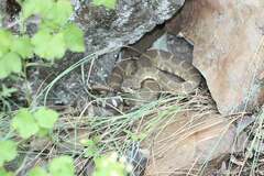 Crotalus oreganus oreganus