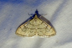 Anania labeculalis