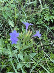Ruellia nudiflora